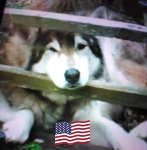 Meet your Posher, Betty